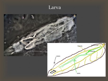 larva